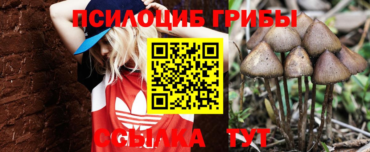 Псилоцибиновые грибы Psilocybe  Вход с VPN  Советская Гавань 